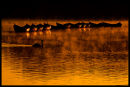 On Petersfield Pond